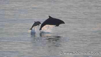 NOAA Seeks Person Who Impaled Dolphin Found Dead in Fort Myers