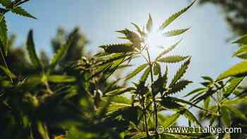 Lawsuit wins injunction against Delta-8 and Delta-10 prosecutions in Gwinnett County - 11Alive.com WXIA