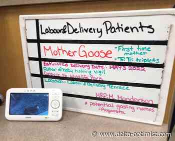 How Mother Goose chose a BC hospital to birth her goslings - Delta Optimist