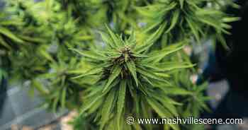 Bill No Longer Bans Delta-8, Instead Taxes and Regulates - Nashville Scene