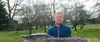 Landkreis Traunstein: Martin Kreuz angelt 14,5 Kilogramm schweren Hecht - Traunsteiner Tagblatt