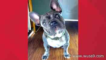 We don't talk enough about Bruno | DC dog stolen at gunpoint Wednesday remains missing - WUSA9.com