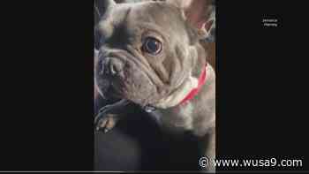 Don't stop talking about Bruno | DC police continue looking for dog stolen at gunpoint - WUSA9.com