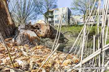 Veel Statenfracties willen hardere aanpak bever: gedeputeerd... - De Limburger