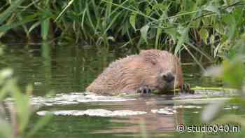 De bever wordt op De Hurk met open armen ontvangen - Studio040