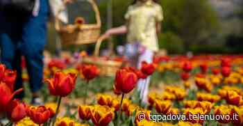 Tulipani Euganei, la piccola Olanda nel cuore di Torreglia. Le immagini sono virali - TG Padova