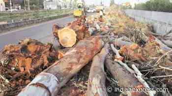 Forest dept stalls felling of trees on three stretches after legal notice - The Indian Express