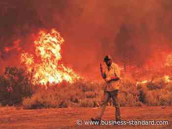 Massive blaze at Jharkhand forest, 4 firefighters severely injured - Business Standard
