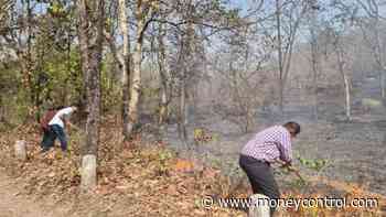 Chhattisgarh forest fires continue while forest staff remain on strike - Moneycontrol