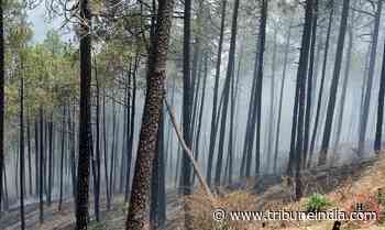 Steps initiated to combat forest fires in lower Kangra - The Tribune India