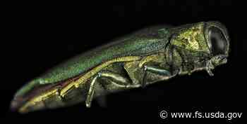 Urban environments are hotspots for invasive insects | US Forest Service - USDA Forest Service