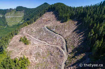 The Looming Crash Facing Down BC's Forest Industry - TheTyee.ca