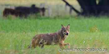 Marl: Gerissene Tiere - Bauern und Jäger in Marl fürchten Wolfs-Ausbreitung - Marler Zeitung