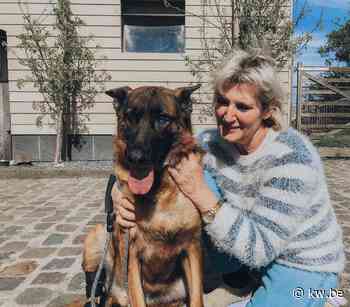 Hilde uit Wervik organiseert benefiet om Chinese honden van slachting te redden: “Snap niet dat mensen hond eten” - KW.be - KW.be