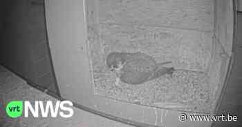 BEKIJK - Geboorte van eerste slechtvalk op Sint-Medarduskerk in Wervik - VRT NWS