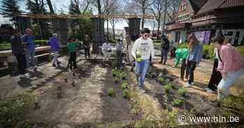 Een vierde van Genk ligt vol beton en dat moet dringend beter: “We verwachten niet dat je je oprit plots uitbreekt” - Het Laatste Nieuws