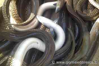 Lago di Garda, dopo 11 anni si tornerà a pescare anguille? - Giornale di Brescia