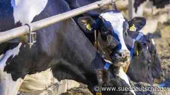 Agrar - Schwerin - Erneut weniger Milchkühe in MV - Wirtschaft - SZ.de - Süddeutsche Zeitung - SZ.de