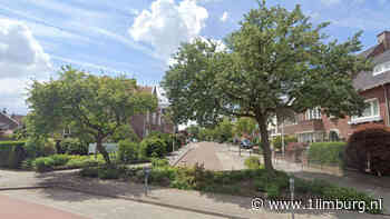 Waardevolle boom gespot? Je kan hem nu laten registreren - 1Limburg | Nieuws en sport uit Limburg