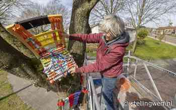 In Noordwolde hangen stoelen in de boom. 'Daarmee wordt weer eens onder de aandacht gebracht dat dit hét Vlechtdorp van Nederland is' - Stellingwerf