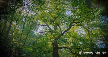 Wat is volgens jou de bijzonderste boom van Torhout? - Het Laatste Nieuws