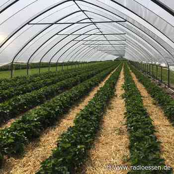 Spargel und Erdbeeren in Essen: So sieht es auf den Feldern aus - Radio Essen