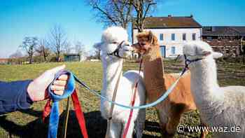 Wohin an den Ostertagen in Essen? Ausflugtipps der Redaktion - WAZ News