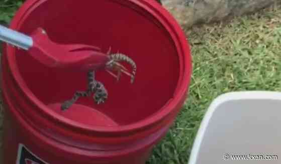 It's peak snake season in Central Texas — have you seen one yet?
