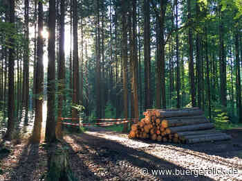 Polizei stoppt Holztransporter mit bis zu 38 Prozent Überladung - Nachrichten - Bürgerblick Passau