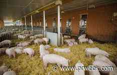 Crosby wins seven-figure USDA African Swine Fever awareness campaign