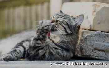 Cat owners issued 'fatal' safety warning concerning their pets this weekend