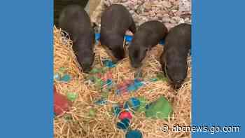WATCH:  Perth Zoo animals treated to Easter snacks