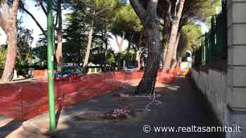 A Benevento tutti gli alberi sono pini - Realtà Sannita