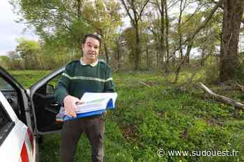 À la découverte des communes du Grand Dax : dans la forêt de Seyresse, « des chênes de plus de 120 ans » - Sud Ouest