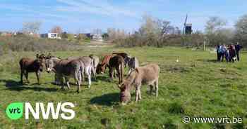 Drie ezels weggehaald uit natuurgebied in Koksijde: "Hoeven zijn in slechte staat" - VRT NWS