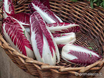 Da domani in regalo con il Giornale di Lecco la cicoria rossa di Treviso - Prima Lecco