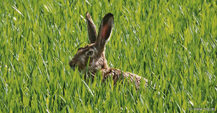 Hase als Eier-Bringer:  Heidelberger Schrift älteste Quelle für Osterhase