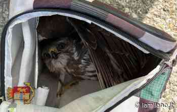 Forlì, falco pellegrino fermo sulla A14 portato in salvo dalla Polizia - La Milano