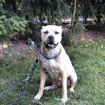 Sindelfingen: Knackige Kosten für Kampfhunde | SZ/BZ - Sindelfinger Zeitung / Böblinger Zeitung