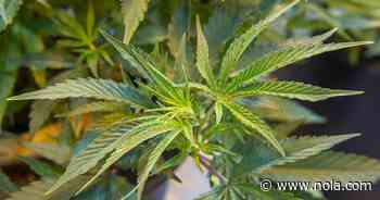 Marijuana fans to gather in Armstrong Park on Saturday for 'family-friendly' 50420 fest - NOLA.com