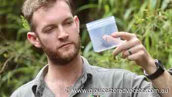 Record funnel-web antivenom capture - Gloucester Advocate