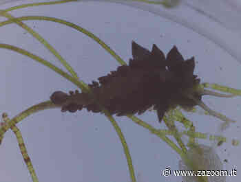 Giornalisti in erba | “La plastica oramai è dappertutto | persino nel nostro corpo” - Zazoom Blog