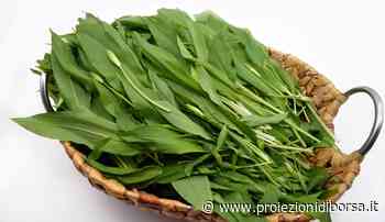 Pochi conoscono quest’erba aromatica primaverile diuretica e ricca di vitamina C da usare con uova, pesto ... - Proiezioni di Borsa