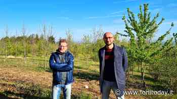 Meldola, via l'erba cattiva dal Podere Rinalda: un'area di 40mila metri quadri donata al Comune da un cittadino - ForlìToday