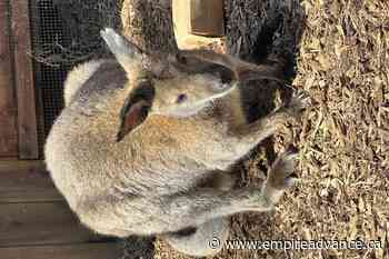 Missing wallaby found hiding in bush near zoo exhibit - Virden Empire Advance