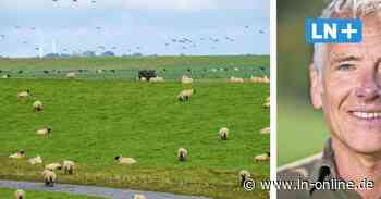 Lübecker Experte: Schafe unterstützen den Klimaschutz