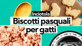 Biscotti di Pasqua per gatti: la ricetta con tonno ed erba gatta - Kodami