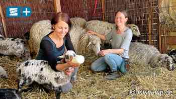 Herdecke hat ein kleines Osterlämmchen namens Mira - WP News