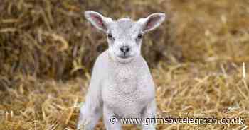 Easter cuddles with adorable lambs at Thornton Abbey Maze - in pictures - Grimsby Live