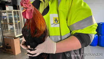 112-nieuws: Zwarte rookwolk boven Botlekgebied door affakkelen | Haan in de Beneluxtunnel - RTV Rijnmond